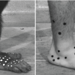 Chimpanzee and man foot